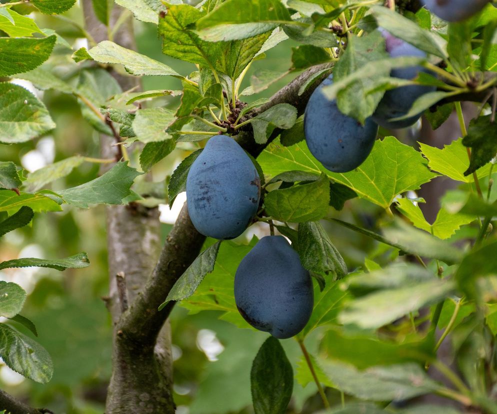 Śliwa