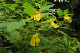 Gatunki inwazyjne na Podkarpaciu. Te obce rośliny i zwierzęta nam zagrażają