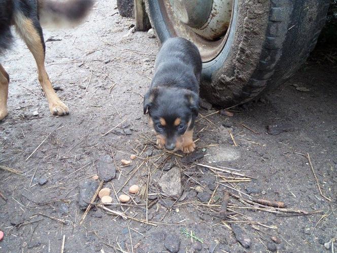 1 proc. podatku dla podopiecznych. Wspomóż Towarzystwo Opieki nad Zwierzętami