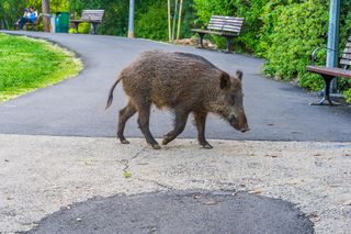 Problem z dzikami w Warszawie. Ratusz wydał zgodę na wielki odstrzał zwierząt