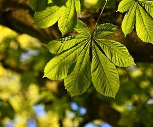 Plamy na liściach kasztanowca 'Briotti' [Porada eksperta]