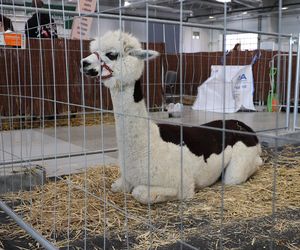 ZooPark ponownie przyciągnął do Targów Lublin tłumy miłośników zwierząt