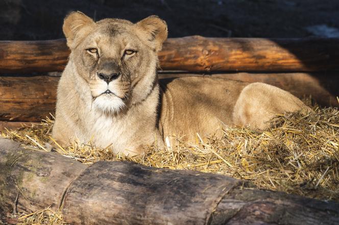 Tak ma wyglądać nowa lwiarnia w ZOO Wrocław! Sprowadzona zostanie tam lwia rodzina