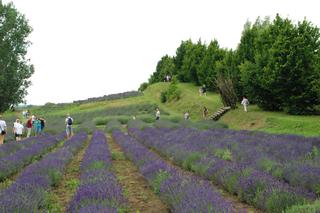 Lawendowe pola. Gdzie są w Polsce i kiedy kwitną? Atrakcje, dojazd