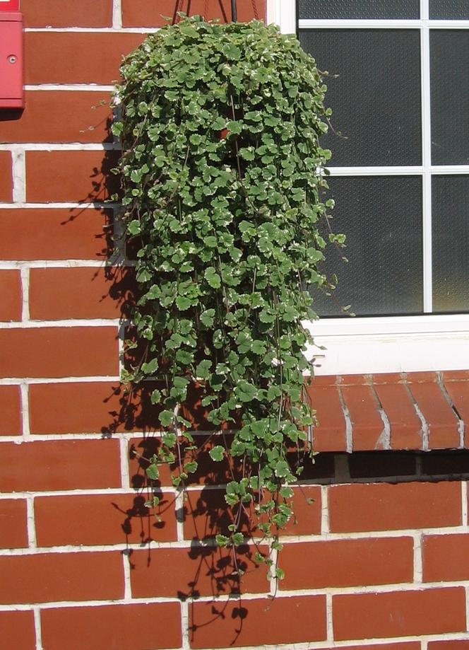 Rośliny wieloletnie na balkon i taras
