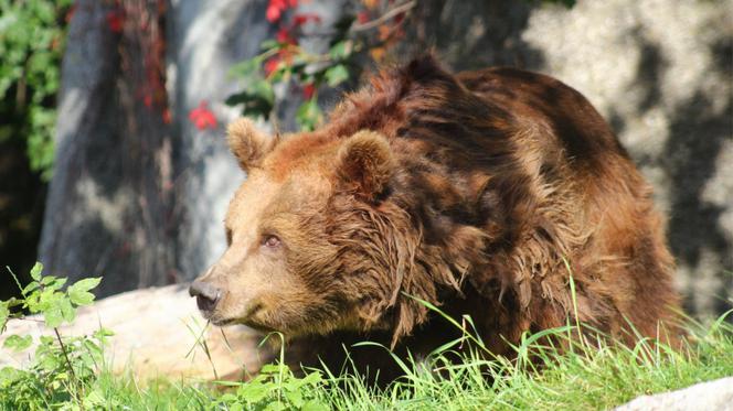 Pomóż niedźwiedziom z warszawskiego zoo! Wspólnie stwórzmy dla nich nowy, godny wybieg!