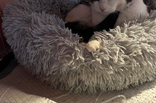 Kot Pandek wraca do zdrowia