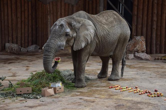 Poznańskie zoo chce sprzedawać… kupy słoni [AUDIO]