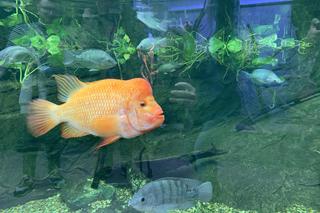 Egzotarium w Sosnowcu gotowe. Tak wygląda przed otwarciem