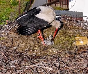 Deszcz uszkodził dom bocianiej rodziny w Krutyni