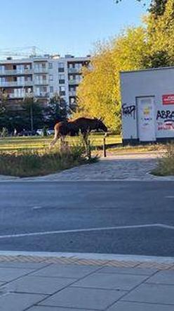 Łoś na Grochowie