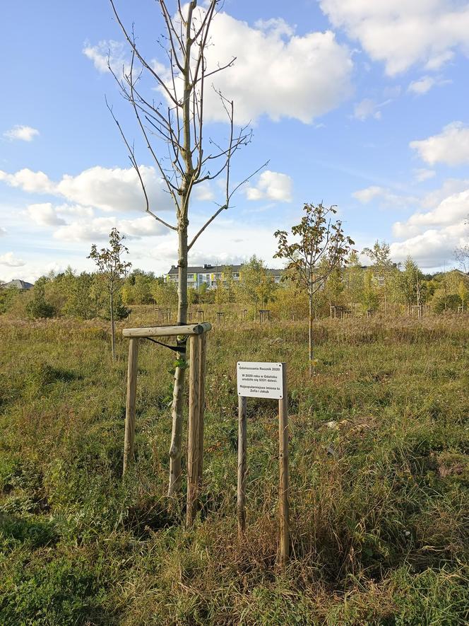 Gaj Matek i Ojców w Gdańsku zaniedbany. Miał być symboliczny park, są uschnięte drzewa i wysoka trawa