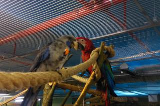 Papugarnia w Rzeszowie