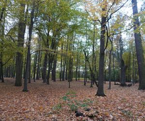 Park Lubomirskich w Białymstoku jesienią 