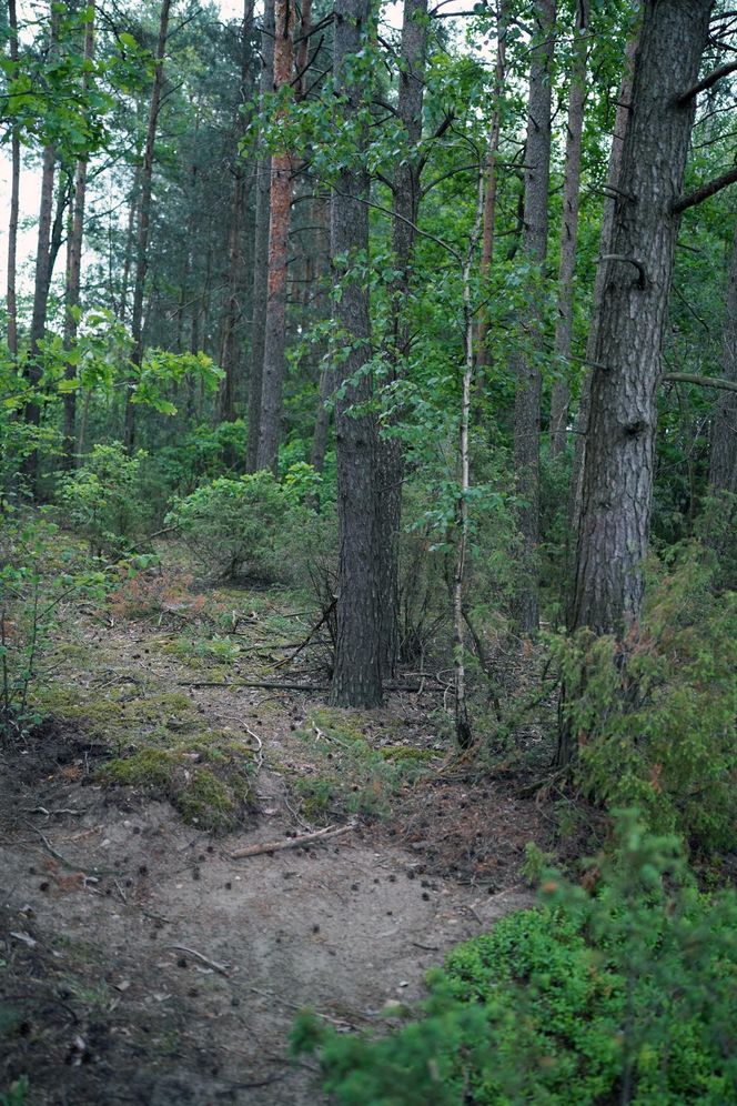W Puszczy Knyszyńskiej pojawił się niedźwiedź. Ludzie się boją