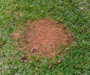 Zamiast do obiadu wysypuję to na trawnik wokół mrowiska. W kilka dni mrówki wynoszą się z mojego ogrodu. Ucieka nawet królowa. Jak się pozbyć mrówek? 