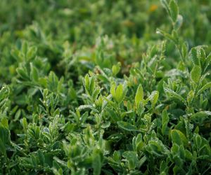 Myślisz, że to chwast, a to skarbnica zdrowia. Herbatka z tego ziela koi kaszel, poprawia nastrój i spowalnia starzenie