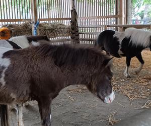 Zwierzęta w zoo we Wrocławiu