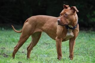 Amerykański pit bull terrier