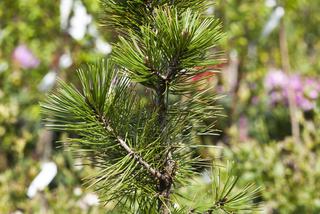 Sosna bośniacka - Pinus heldreichii