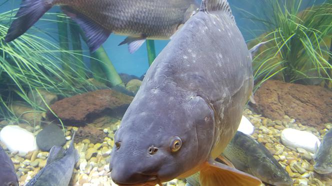 Targi Wędkarskie Rybomania w Sosnowcu