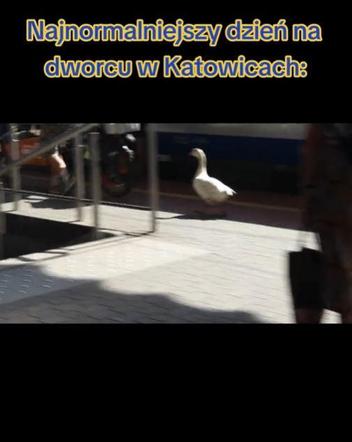 Gęś w pociągu Kolei Śląskich i na dworcu w Katowicach