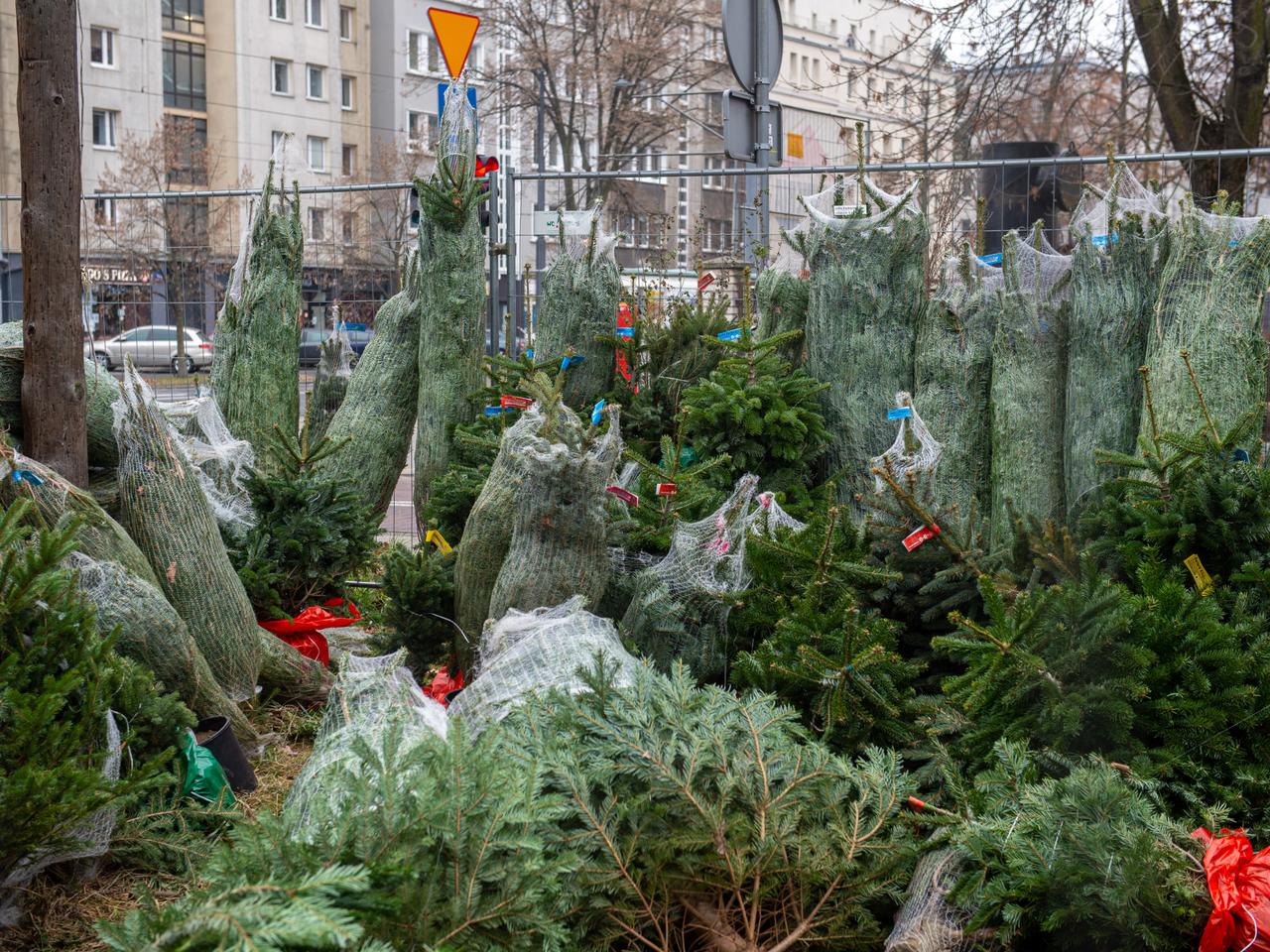 Gdzie kupić choinkę w Warszawie? Wykaz stoisk w każdej dzielnicy [ADRESY]