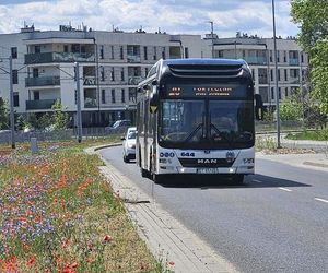 Kwietne łąki w Toruniu. MZK chwali się estetycznymi i ekologicznymi walorami