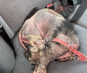 Studentka prawa nie pomogła psu