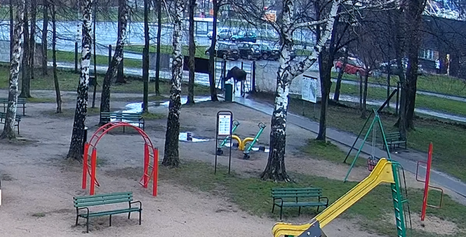 Łoś odwiedził Pabianice. Kamery uchwyciły zachowanie nietypowego gościa 