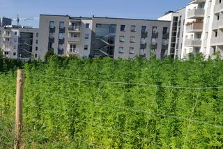 Na słynnej lubelskiej plantacji jest już zielono