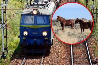 Tragedia na torach pod Łobzem. Siedem koni zginęło w zderzeniu z pociągiem