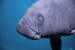 W ZOO Wrocław urodził się mały manat karaibski! To zwierzę to prawdziwy unikat