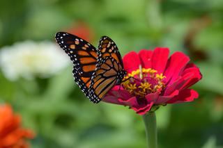 Motyle w ogrodzie. Jak stworzyć ogród przyjazny dla motyli?