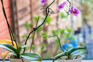 Usychające pędy storczyka Phalaenopsis [Porada eksperta]