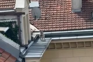 Pies biegał po dachach w Warszawie