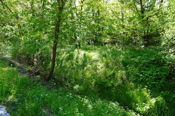 Tak wygląda park w dolinie Ślepiotki w Katowicach