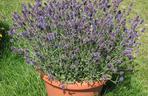 Lawenda wąskolistna  ‘Aromatico’ 