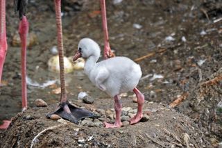 Małe flamingi wykluły się w gdańskim zoo! Maluchy są przeurocze [GALERIA]
