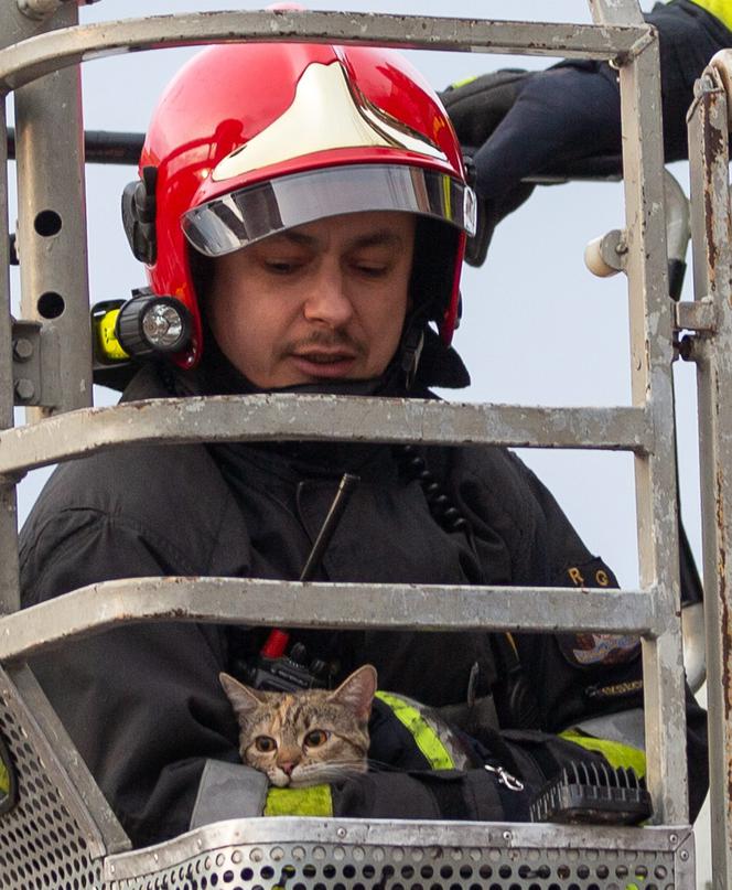 Kot fajtłapa wezwał strażaków.