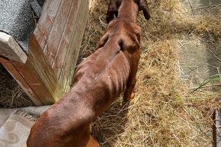 Policjanci z Goleniowa uratowali porzuconego psa