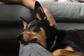 Zwierzęta kontra fajerwerki. Jak pomóc pupilowi przetrwać Sylwestra bez stresu?