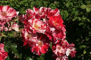 Najpiękniejsze odmiany róż