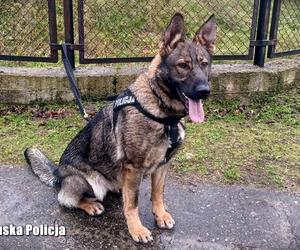 Policyjne psy w Lubuskiem - ORA (Zielona Góra)