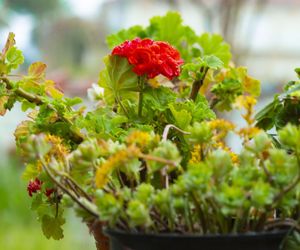 Liście pelargonii więdną a potem żółkną - co jest przyczyną?