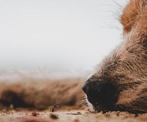 8 miesięcy więzienia w zawieszeniu! Zapadł wyrok w sprawie mężczyzny, który zabił swoje psy pod Łomżą