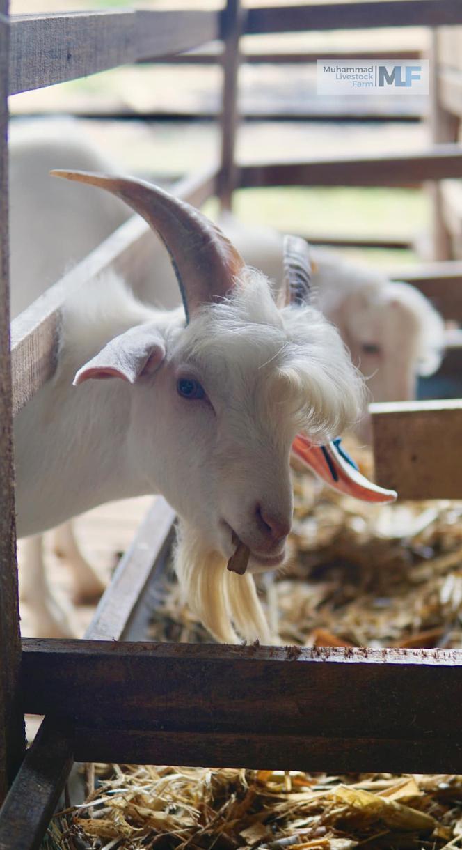 Miss koza! Nowa gwiazda sieci 