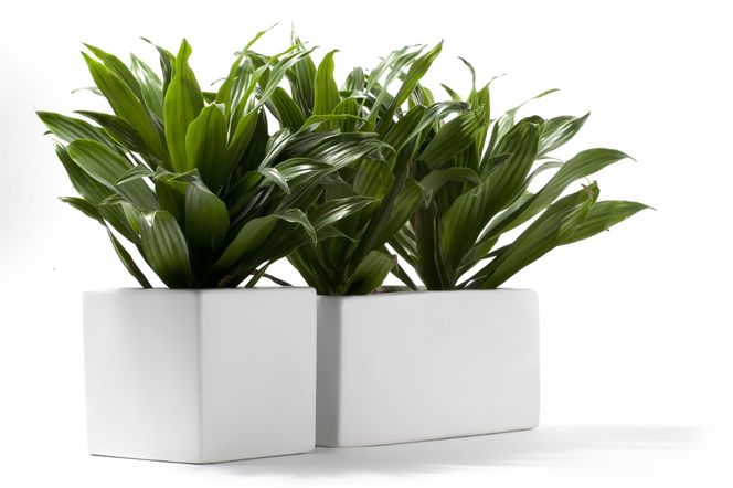 Dracena deremeńska