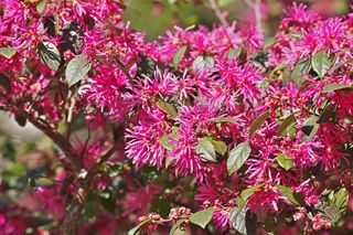 Loropetalum chińskie