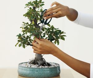 Formowanie drzewek bonsai. Cięcie i drutowanie drzewek bonsai